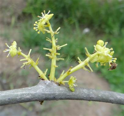  Inflorescences